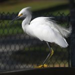 Egret2.jpg