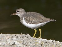 Sandpiper.jpg