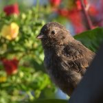 Towhee.jpg