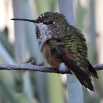 Hummer20.jpg