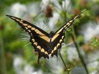 Swallowtail6.jpg