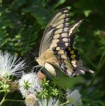 Swallowtail13.jpg