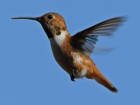 Hummer7.jpg
