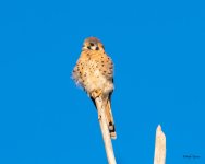 Kestrel-401.jpg