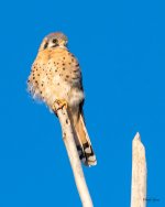 Kestrel-402.jpg