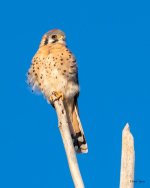 Kestrel-403.jpg