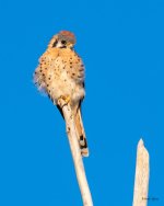 Kestrel-400.jpg Kestrel-400.jpg