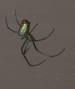 Orchard Spider.jpg