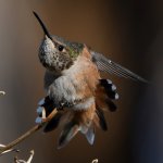 Hummer15.jpg
