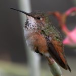 Hummer34.jpg