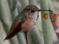 Hummer44.jpg