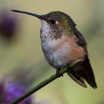 Hummer72.jpg