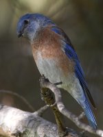 Bluebird5.jpg
