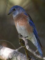 Bluebird6.jpg