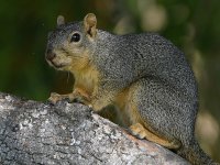 Squirrel2.jpg