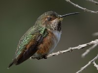 Hummer2.jpg