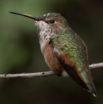 Hummer25.jpg