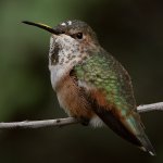 Hummer29.jpg