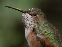 Hummer33.jpg