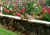 Squirrely.jpg