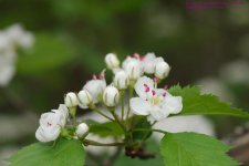 139 Crabapple Flower-130519-02_1.jpg