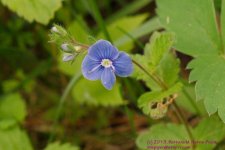 139 Georgia Blue Wildflower-130519_1.jpg