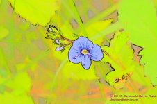 139 Georgia Blue Wildflower-130519-CO_1.jpg