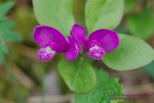 139 Magenta Flowers-130519-02_1.jpg