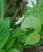 139 Starflower-130519-02_1.jpg