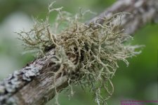 139 Lichen-130519-02_1.jpg