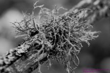 139 Lichen-130519-02_1-BW.jpg