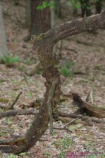 139 Tree Trunk-130519-01_1.jpg