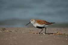 Dunlin .jpg