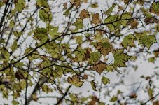Winter Leaves.jpg