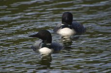 loonpair.jpg