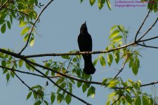 140 Red-Winged Blackbird-130520-03_1.jpg