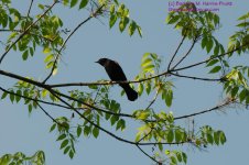 140 Red-Winged Blackbird-130520-06_1.jpg