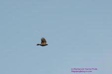 140 Red-Winged Blackbird BIF-130520_1.jpg