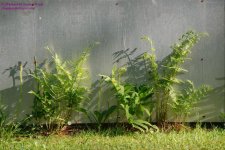 140 Fern-130520_1.jpg