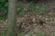 Bunn Hill Cemetery Chipmunk-130520_1.jpg