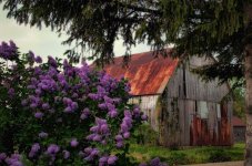 lilac barn1200.jpg