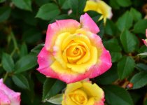 Rose1.jpg