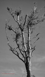 bw-tree-1.jpg
