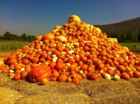pumpkin-1.jpg