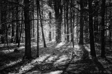 DSC_7149-Edit.jpg