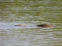 DSCN9429.jpg