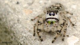 JumpingSpider.jpg