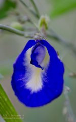 close_up-6.jpg