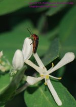 141 Honeysuckle with Bug-130521_1.jpg