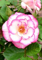 Rose4.jpg